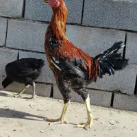 خروس لاری۷عدد|حیوانات مزرعه|یزد, |دیوار