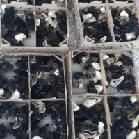 انواع جوجه عمده و خرده اصلاح نژاد شده، قیمت