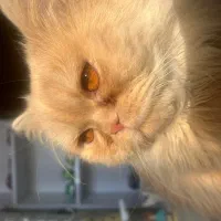 جفتگیری با گربه ی ماده