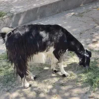 بز دوقلو زا آبستن