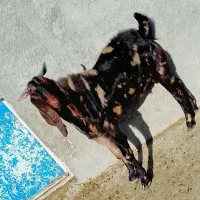 بز نر پاکستانی جوان