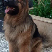 سگ ژرمن شپرد
