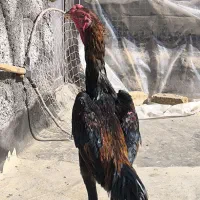 خروس اوشامو یک ساله آماده نسل گیری