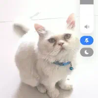 پرشین اسکاتیش عقیم نشده