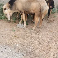 فروش بره قوچی