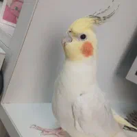 گمشده عروس هلندی