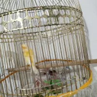 دو تا قناری برفکی و زرد بخون نهبندان|پرنده|نهبندان, |دیوار