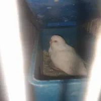 مرغ عشق|پرنده|دوگنبدان, |دیوار