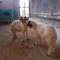 بره حمایت درهشهر