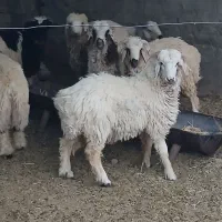 6 عدد بره نر و 12 بره ماده (بردسیر)