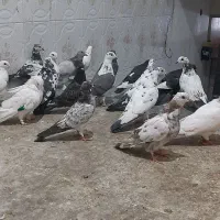 کبوتر جوجه مغلوف|پرنده|قم, نیروگاه|دیوار