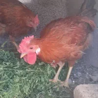 ۲ خروس بالغ ۶ ماهه چهل تاج|حیوانات مزرعه|اصفهان, بهارستان|دیوار