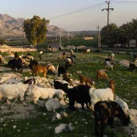 انواع بز|حیوانات مزرعه|بهبهان, |دیوار