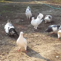 فروش کبوتر|پرنده|تنکابن, |دیوار