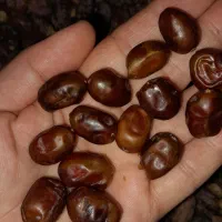 نقلی خشک آجیلی