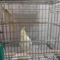 عروس هلندی|پرنده|صفادشت, |دیوار