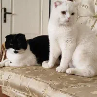 گربه اسکاتیش و پرشین واگذاری