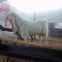 فروش پازن گلابی وزن بالای ۱۲۰کیلو گوش ۷۰سانت|حیوانات مزرعه|مرودشت, نقش رستم|دیوار