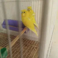 یک جفت مرغ عشق پروانه ای دوگل فول