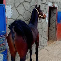 کره نریان از گلپا