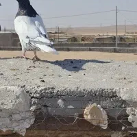 کبوتر پرنده