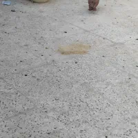 کفتر قیمت ۱۵۰ هزارتومان