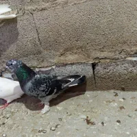کبوتر|پرنده|گمیشان, |دیوار