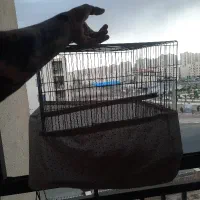 قفس پرنده