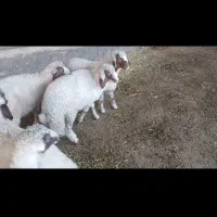 بره قوچ ورن