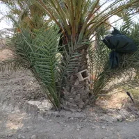پاجوش نخل