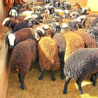 شیشک نرینه قلم آبی باکیفیت(عقیقه نذری مصرف خانگی)|حیوانات مزرعه|مشهد, نوید|دیوار