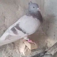 کفتر بهبونی معاوضه با سهره