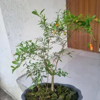 بنسای انار چندین ساله زیبا و سرحال|گل و گیاه طبیعی|رشت, گلباغ نماز|دیوار