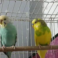 یک جفت مرغ عشق بالغ