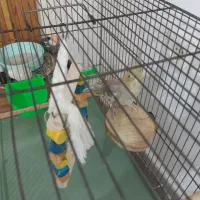 عروس هلندی نرباقفس وهمه لوازمش یه چیزی بلغور میکنه|پرنده|قم, انصارالحسین|دیوار