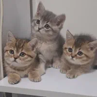 بچه گربه های بریتیش گلد