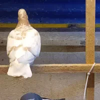 کبوتر|پرنده|ری, شهادت|دیوار