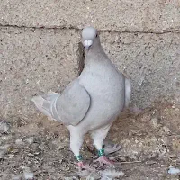 غوره زرد شامی پیازی کرم|پرنده|وحدتیه, |دیوار