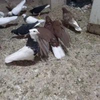 کبوتر|پرنده|طاغنکوه, |دیوار