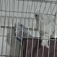 مرغ عشق|پرنده|داراب, |دیوار