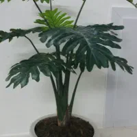 گل مصنوعی|گل مصنوعی|مشهد, پورسینا|دیوار