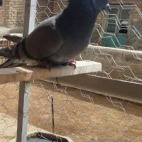 تار شده کسی  ندیده