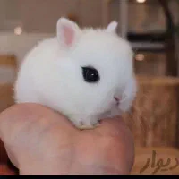 حیوانات ناز