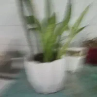 گل سانسوریا