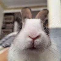 واگذاری خرگوش|موش و خرگوش|تبریز, |دیوار