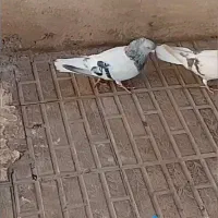 کفتر سبز دم سفید