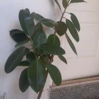 گل گوش فیلی سالم شاداب|گل و گیاه طبیعی|اسدآباد, |دیوار