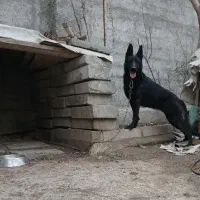 ژرمن بلک اصیل