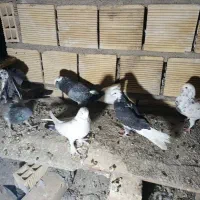 چند عدد کبوتر پر.فیت