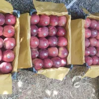 سیب قرمز درجه یک